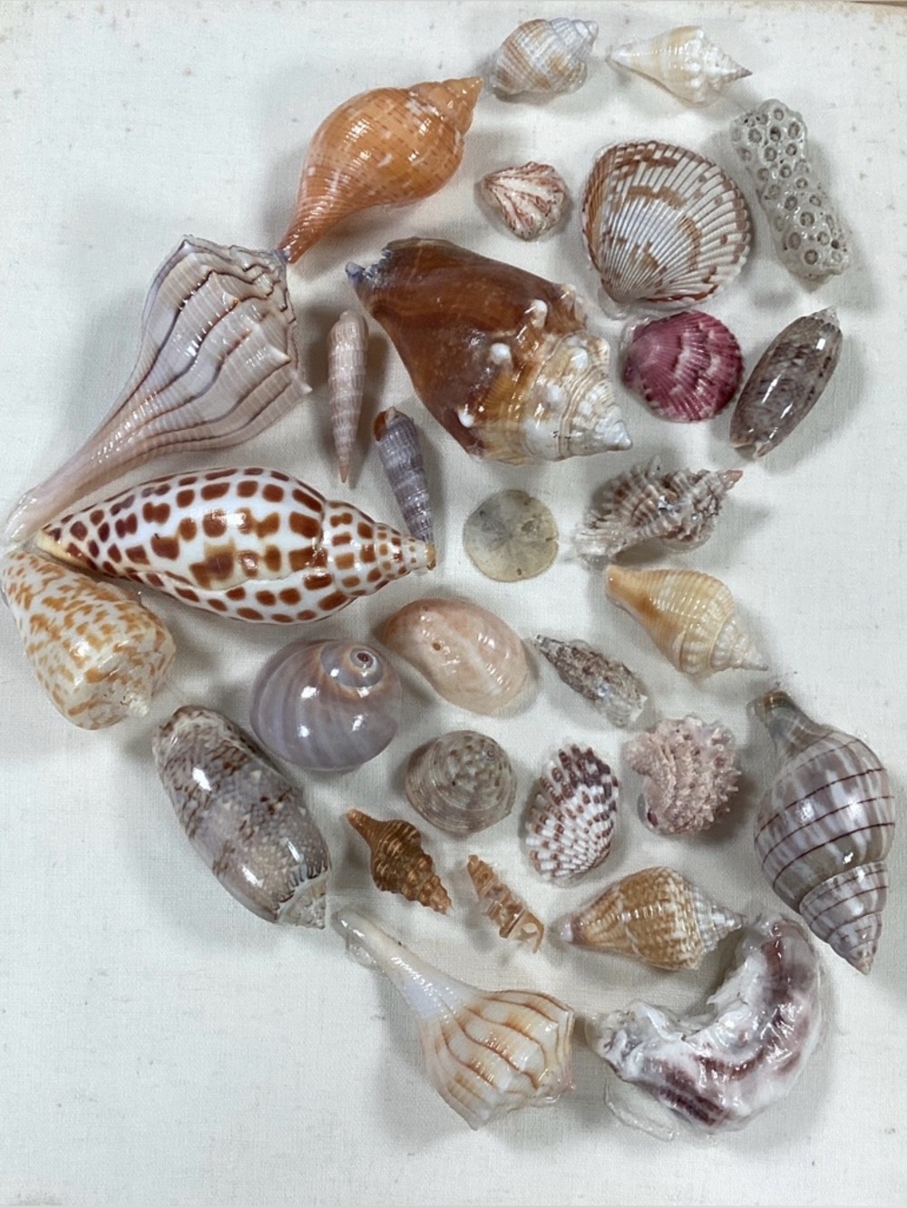 Southwest Florida Shell Collection on Canvas
